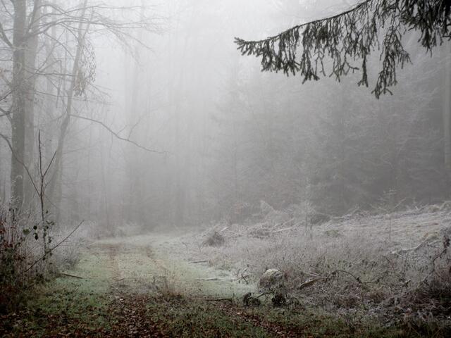 www: Winter Wunder Wald | Foto: WandernGabyErich