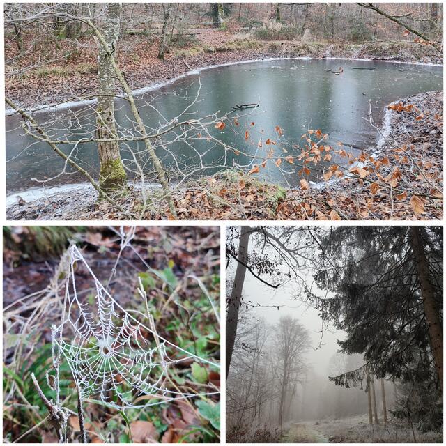 Winterwald aus Fotografen Sicht | Foto: Aurelia Kling