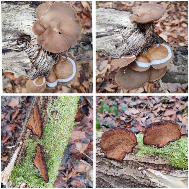 2024 war eindeutig ein Pilzjahr | Foto: Aurelia Kling