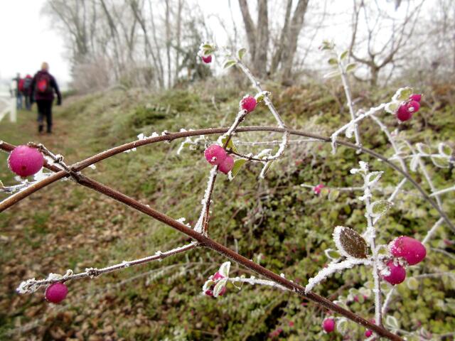 Die Liebesperlen mit Raureif überzogen | Foto: WandernGabyErich