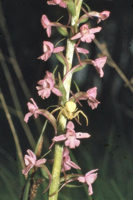 24.06.1978: Mückenhändelwurz mit veränderlicher Krabbenspinne | Foto: Martin Feucht