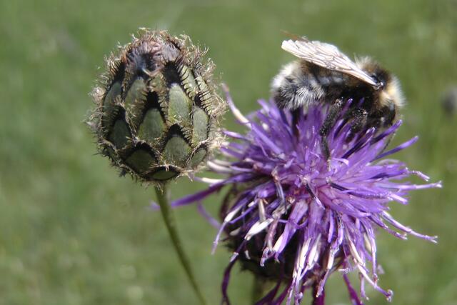 24.06.2020: Skabiosenflockenblume mit Hummel | Foto: Martin Feucht