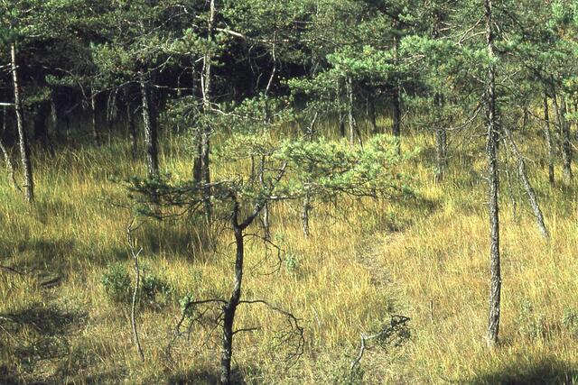 Foto vom 15.10.1978 mit noch kleineren Kiefern | Foto: Martin Feucht