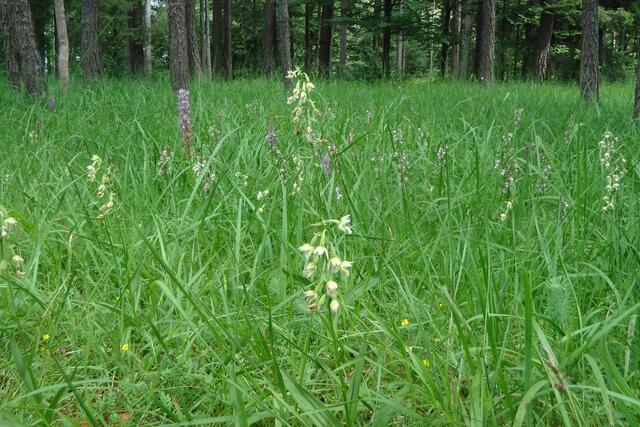 23.06.2020: Sumpfständelwurze, hinten violettblühende Mückenhändelwurze | Foto: Martin Feucht