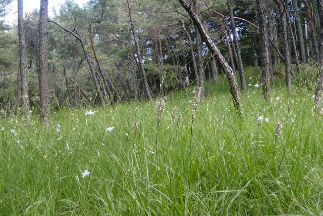 24.06.2020: Ästige Graslilie mit Sumpfständelwurzen | Foto: Martin Feucht