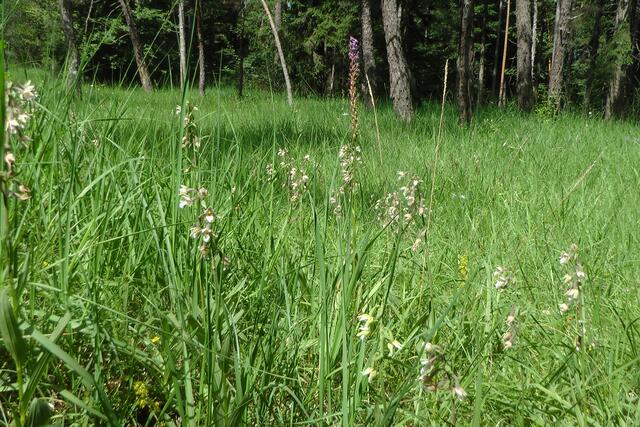 23.06.2020: Sumpfständelwurze, im Hintergrund fast verblühte Mückenhändelwurz | Foto: Martin Feucht