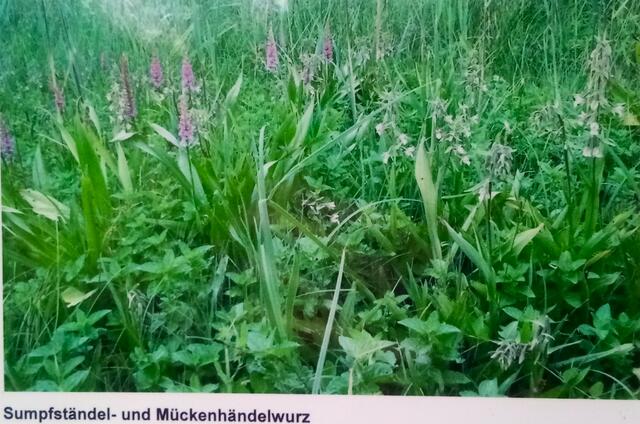 23.06.2020: Mückenhändelwurze und Sumpfständelwurze | Foto: Martin Feucht