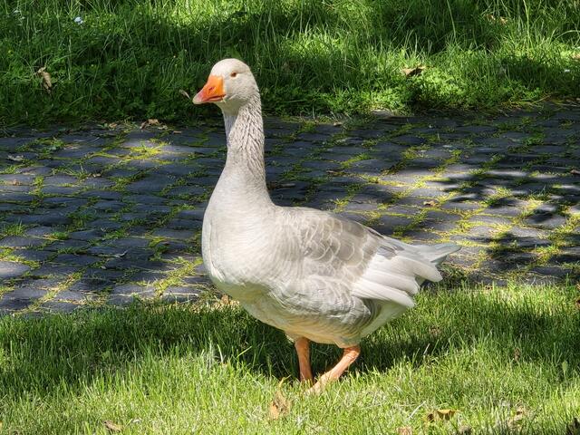 Foto: Heidrun Rosenberger