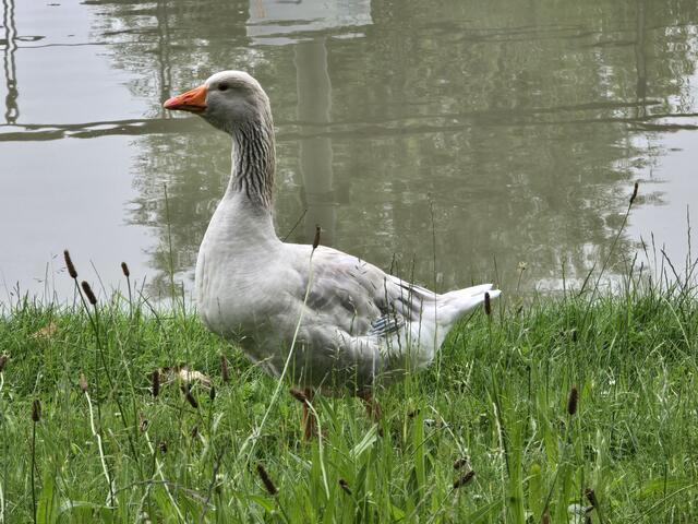 Foto: Heidrun Rosenberger