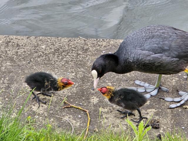 Foto: Heidrun Rosenberger