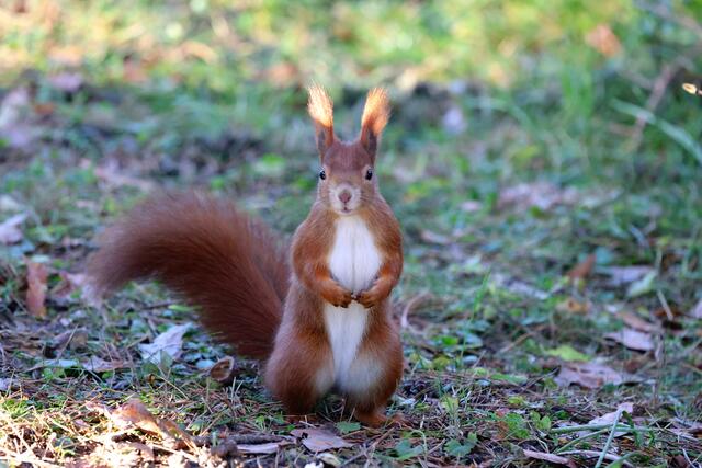 Da ging dem Hörnchen ein Licht auf. Es hat soeben registriert, dass wir nun gehen und schaute uns hinterher ;-) | Foto: Uschi Dugulin