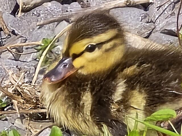 Foto: Heidrun Rosenberger