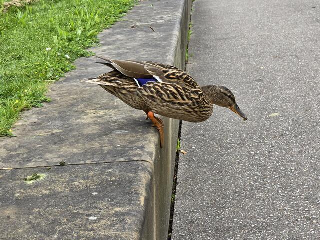 Foto: Heidrun Rosenberger