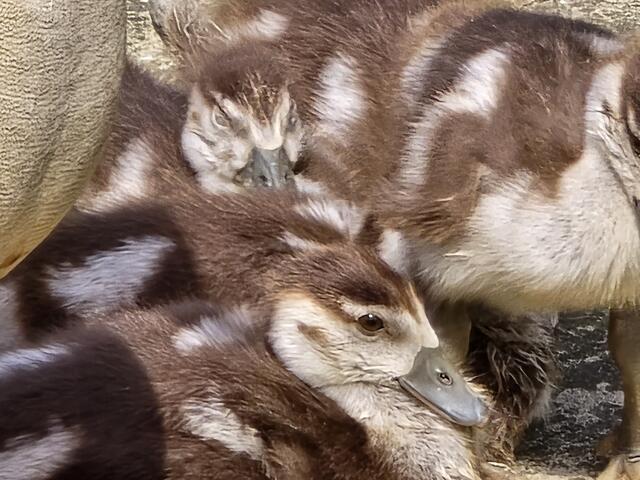 Foto: Heidrun Rosenberger