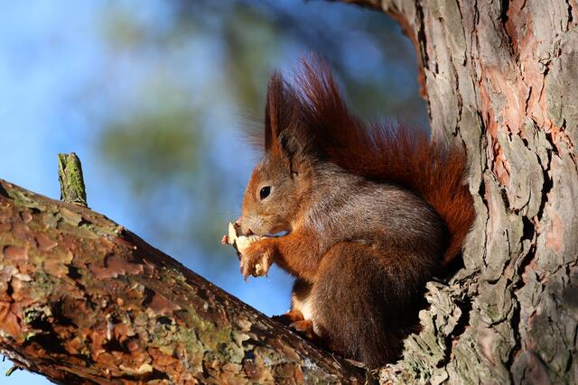 Super, die riecht gut ;-) | Foto: Uschi Dugulin
