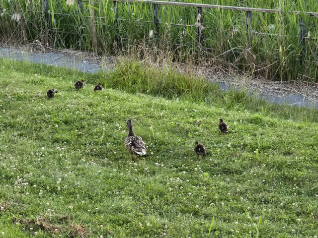 Foto: Heidrun Rosenberger