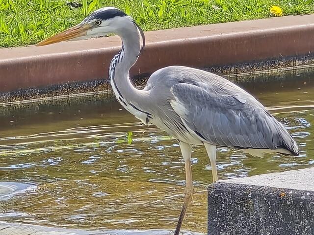 Foto: Heidrun Rosenberger