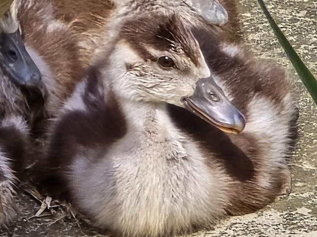 Foto: Heidrun Rosenberger