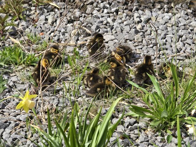 Foto: Heidrun Rosenberger