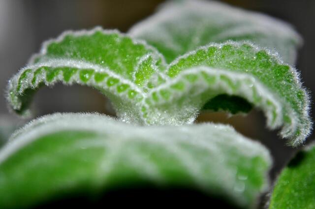 Zitronenblatt | Foto: Daniela Somers