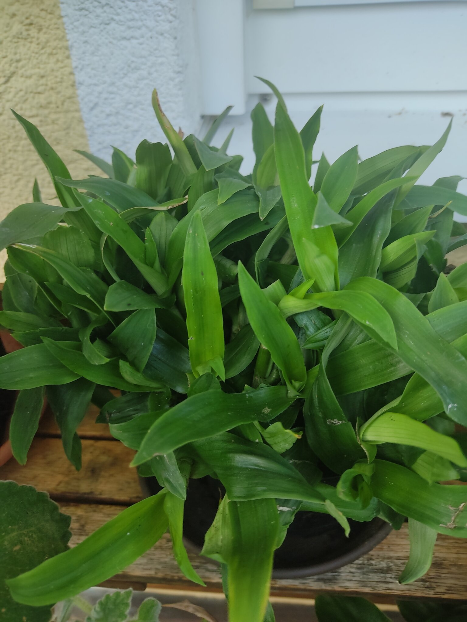 zimmerpflanzen lila blätter Tradescantia Zebrina Violett Hängepflanze | 25 cm main image 1
