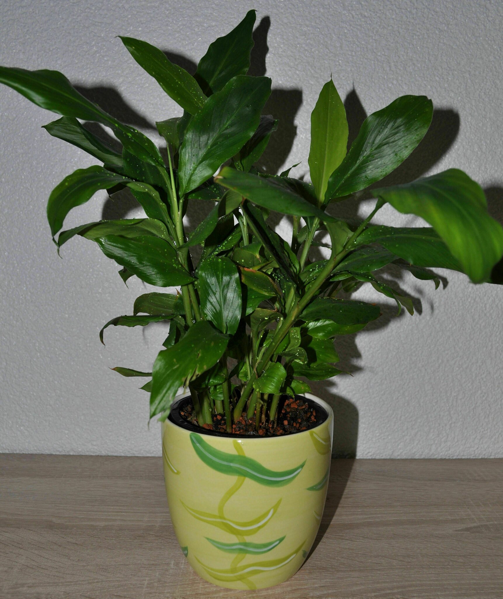 pfeffergewächs zimmerpflanze Peperomia caperata 