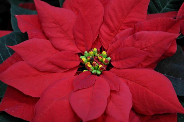 Weihnachtsstern | Foto: Daniela Somers