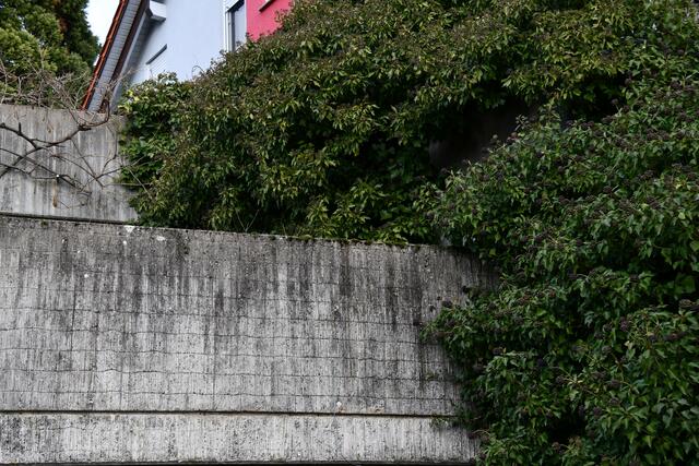 Beton trifft Grünpflanze | Foto: JuKo