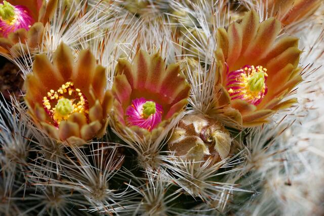 Wolfgang Kynast vermehrt seine Kakteen auch selbst. | Foto: Wolfgang Kynast