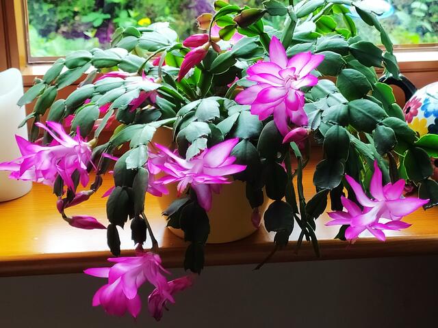 Der Weihnachtskaktus von Sigrid Schlottke hat zu ihrer großen Freude im Mai geblüht.  | Foto: Sigrid Schlottke