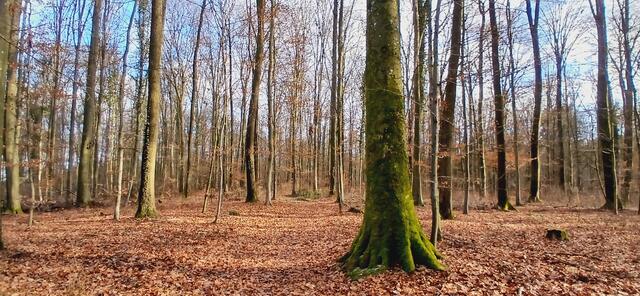 Ich liebe den Wald auch im Winter. Die Sonne 🌞 lässt das Laub goldbraun leuchten und manche Baumstämme haben moosgrüne Füße.  | Foto: sigischlottke