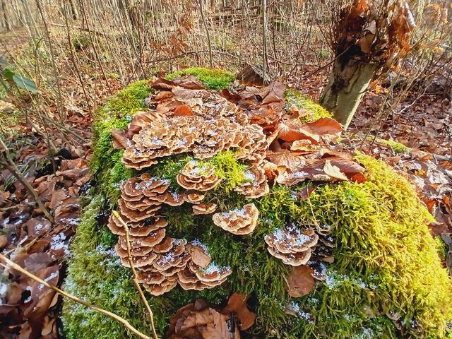 Geliebte Baumpilze. | Foto: sigischlottke