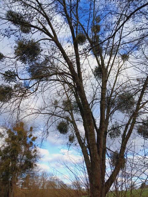 Die Bäume sind mit vielen Misteln besiedelt.   | Foto: sigischlottke