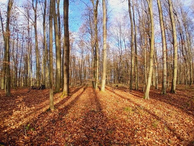 Kupfergolden leuchtet der Wald.  | Foto: sigischlottke