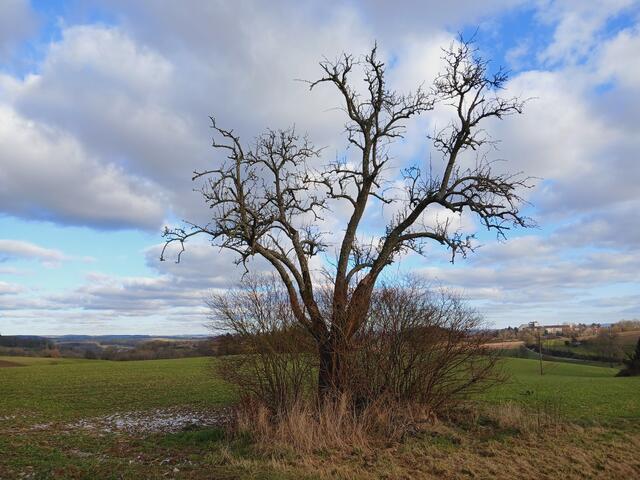 Der Baum wirkt wie eine Skulptur.  | Foto: sigischlottke
