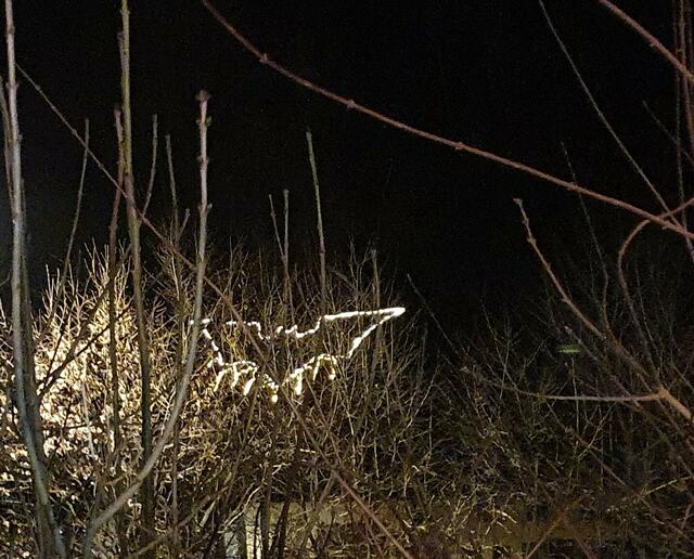 Achtung ... Fledermaus im Anflug! | Foto: privat Sibylle Tröber