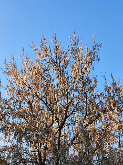 Licht und ... | Foto: Aurelia Kling