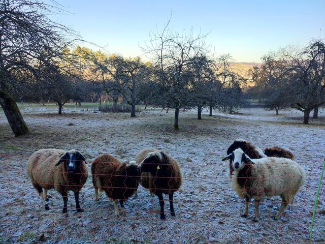 Die Wandergruppe wurde lautstark begrüßt und dann wollten die Schafe unbedingt mit aufs Bild | Foto: Aurelia Kling