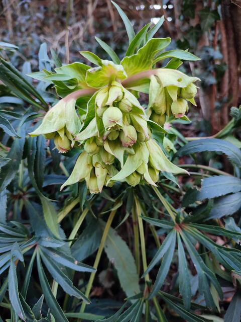 Stinkende Nieswurz, gehört zu den Christrosen (Helleborus) | Foto: Aurelia Kling