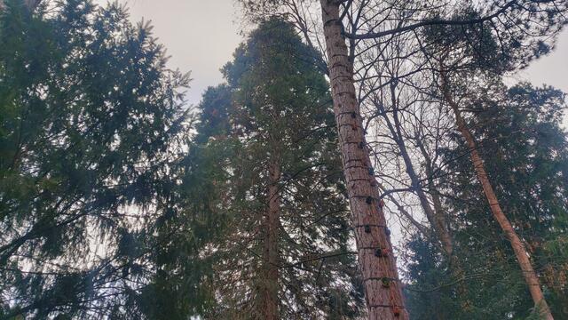 Mammutbaum | Foto: Ralf Röser