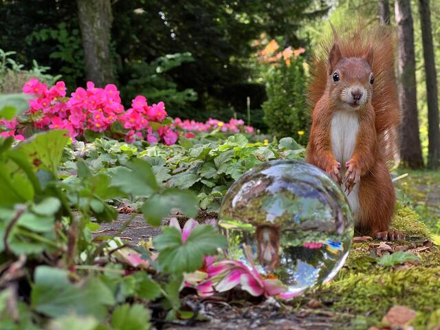 Hörnchen scharf  - aber nicht die Kugel:-( | Foto: Moni Bordt