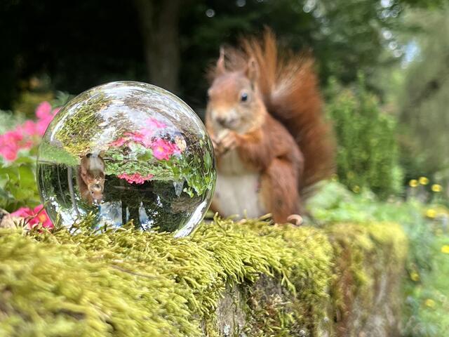 Kugel scharf! - Hörnchen nicht - ich sitze falsch! | Foto: Moni Bordt