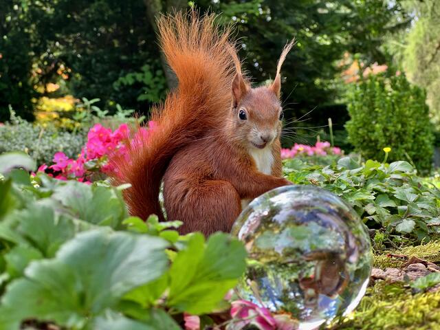 Da hat es sich so schön in Pose geworfen:-) | Foto: Moni Bordt