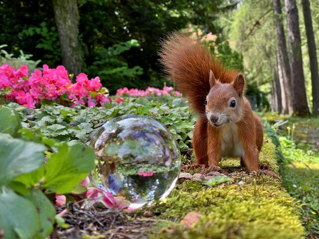 "Komische Nuss" | Foto: Moni Bordt