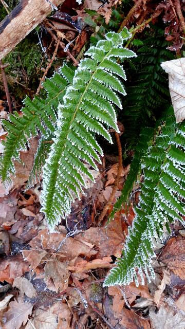 Frost-Farn, keine neue Sorte | Foto: WandernGabyErich