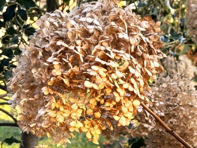 Foto: Heide Böllinger aus Bad Friedrichshall
