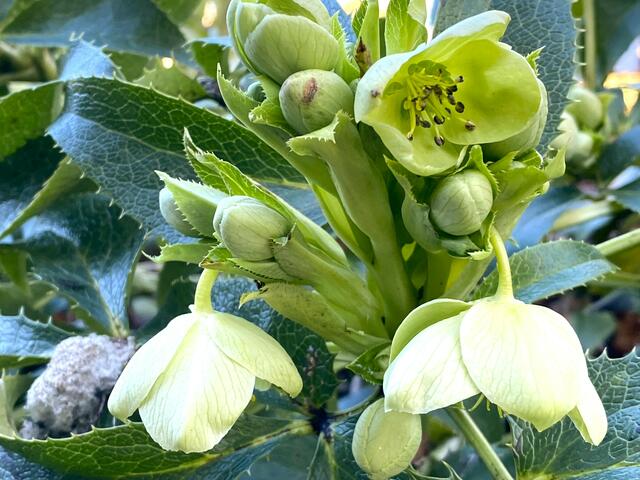 Foto: Heide Böllinger aus Bad Friedrichshall