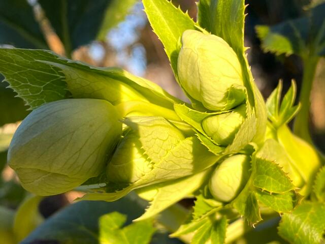Foto: Heide Böllinger aus Bad Friedrichshall