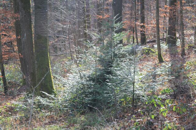 Rund um den Einkorn | Foto: Ralf Röser