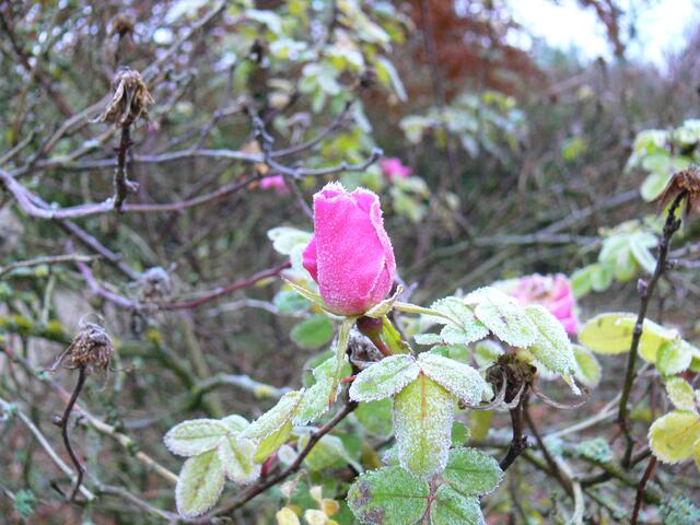 Rose beim Überwintern | Foto: Konrad Schomerus